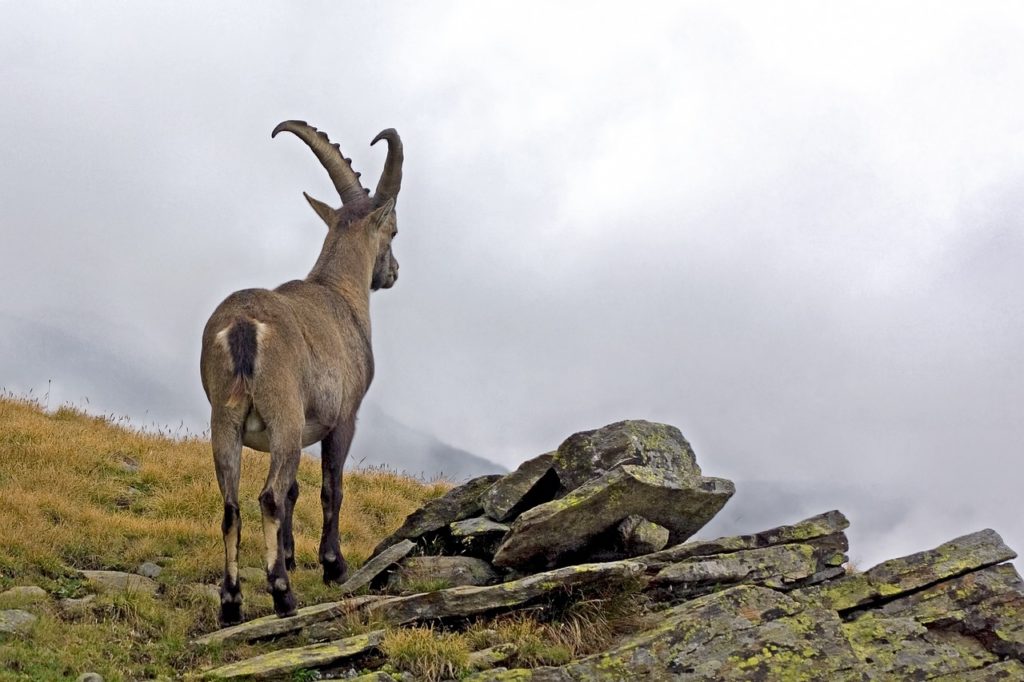 ibex, capra ibex, male